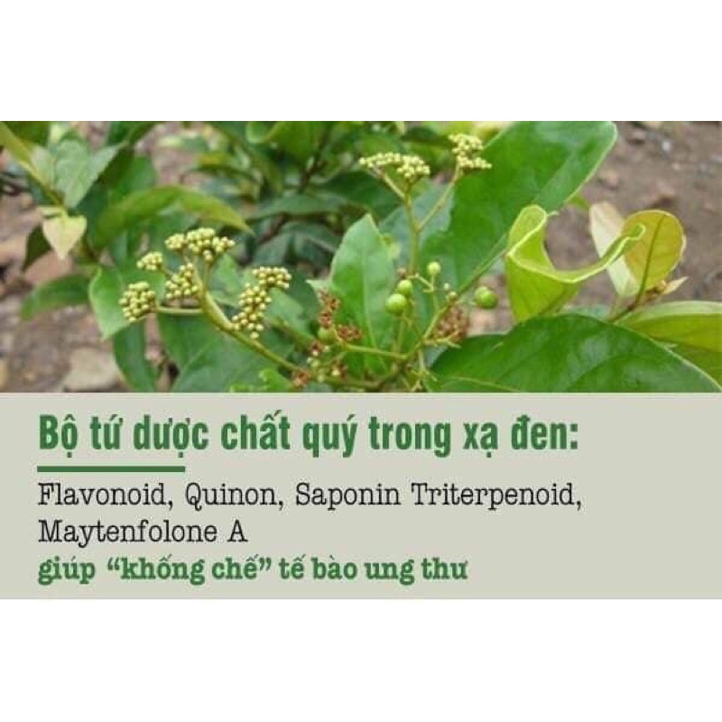 Cao Xạ Đen Hoà Bình- Khắc Tinh Ung Thư