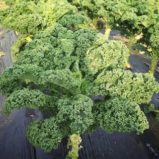 cây giống cải kale (blue kale)