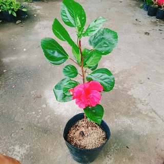 Hoa Dâm Bụt Thái - (cánh kép, giống mới) - caykiengsadec
