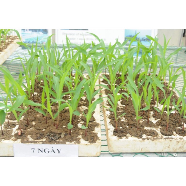 Hạt Giống Bắp Mỹ Lai F1, Bắp Mỹ Ngọt - Trái Lớn (gói Nhiều hạt, nãy mầm 95%)