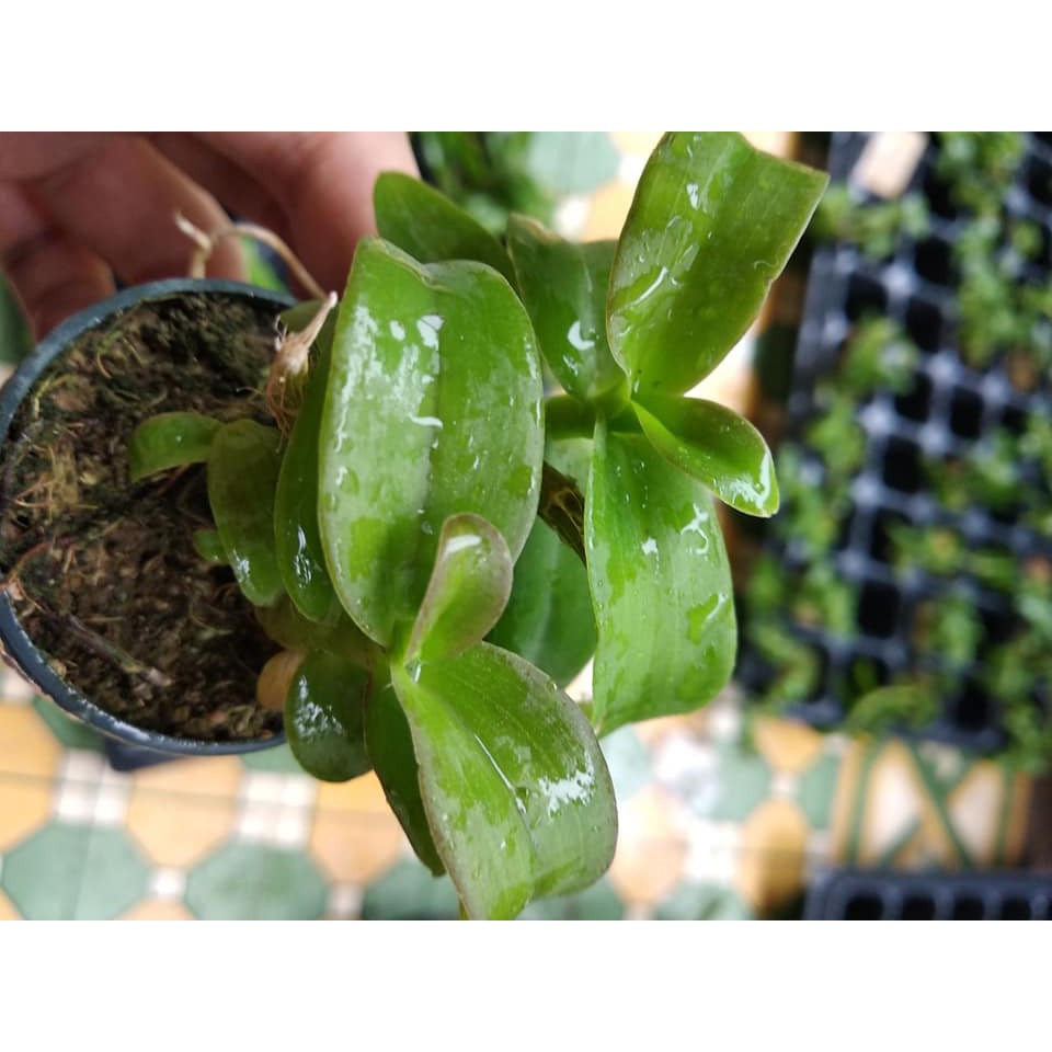 [FREESHIP TỪ 50K] Trầm lai phi điệp cốc giông