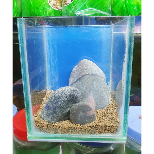 COMBO HỒ MINI TRANG TRÍ SẴN MẪU 1 10X13X16CM