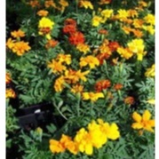 HẠT GIỐNG HOA CÚC VẠN THỌ AFRICAN MARIGOLD CRACKERJACK MIX Tagetes Hạt giống hoa Erecta