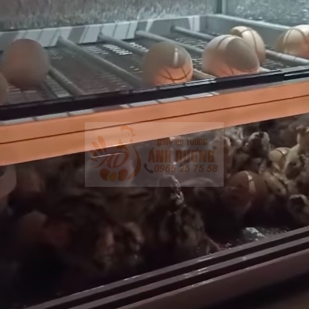 Máy Ấp Trứng Nam An F100 - 108 quả - Tặng máy phun sương tự động hút nước bên ngoài