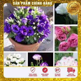 Hạt Giống Hoa Cát Tường Mix( 5 hạt)