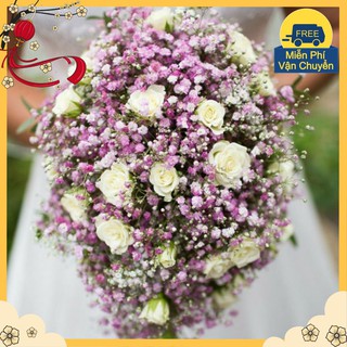 Hạt Giống Hoa Baby Mix