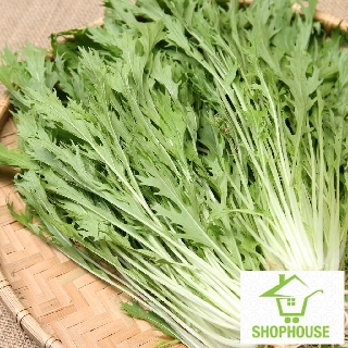 shophouse Gói 5gr Hạt giống cải mizuna nhật  SHOP HOUSE  TẾT KHUYẾN MẠI