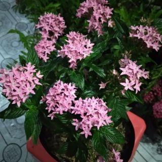 Diễm Châu ... hồng nhạc