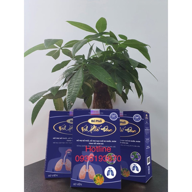 [Mã 66FMCGSALE hoàn 8% xu đơn 500K] BỔ PHỔI ÍCH PHẾ ĐAN - Chính Hãng | BigBuy360 - bigbuy360.vn