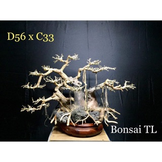 ( Free Ship) bonsai thuỷ sinh D56xC33 & C37xD46