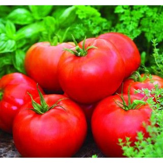 Hạt giống cà chua khổng lồ ( tặng kèm 3 viên nén kích thích ươm hạt ) gói 20 hạt