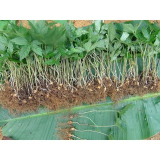 [RẺ VÔ ĐỊCH] Hạt giống cây tam thất bắc
