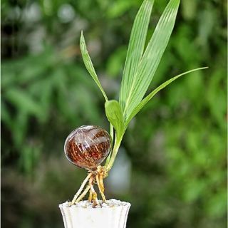 Dừa kiểng bonsai Bến Tre