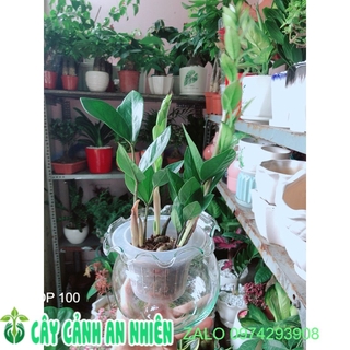 Chậu cây kim tiền thái thuỷ sinh