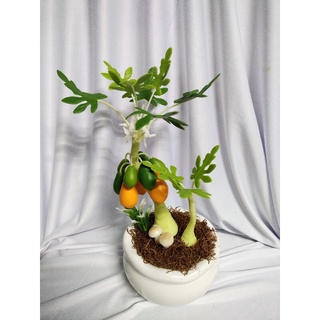 Chậu đu đủ đất sét cao 30cm