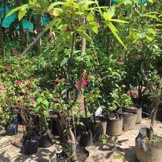 Cây Lộc vừng 1 cốt