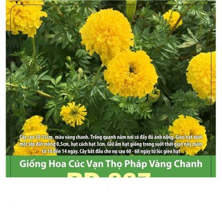 Hạt giống hoa cúc vạn thọ pháp vàng chanh 0.1gr