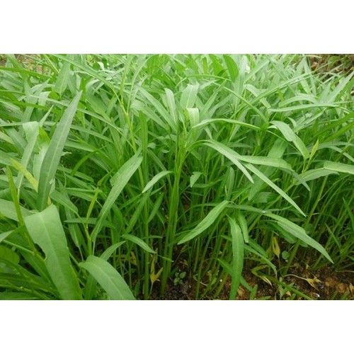 Hạt giống rau muống Liao Hai muỗi tên đỏ gói 1kg