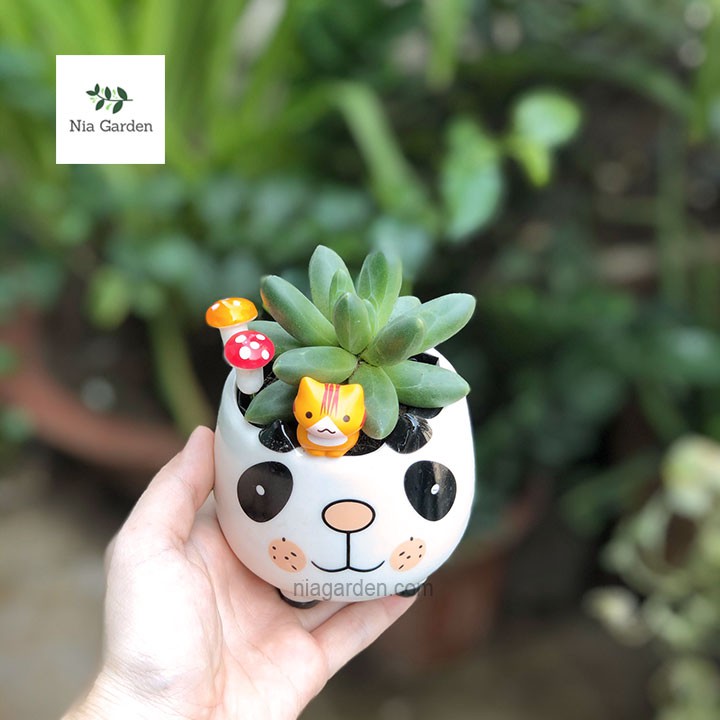 Chậu thú bằng sứ trồng sen đá cây mini để bàn Nia Garden N4