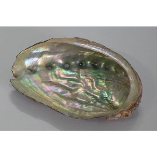 VỎ BÀO NGƯ THÔ 100 gram