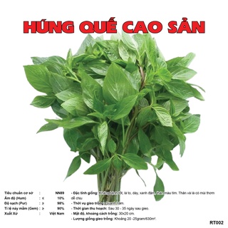 Hạt Giống - Hạt Giống Húng Quế gói 5 gram siêu nhiều hạt và rất dễ trồng, dễ chăm sóc, chịu nhiệt tốt RT002