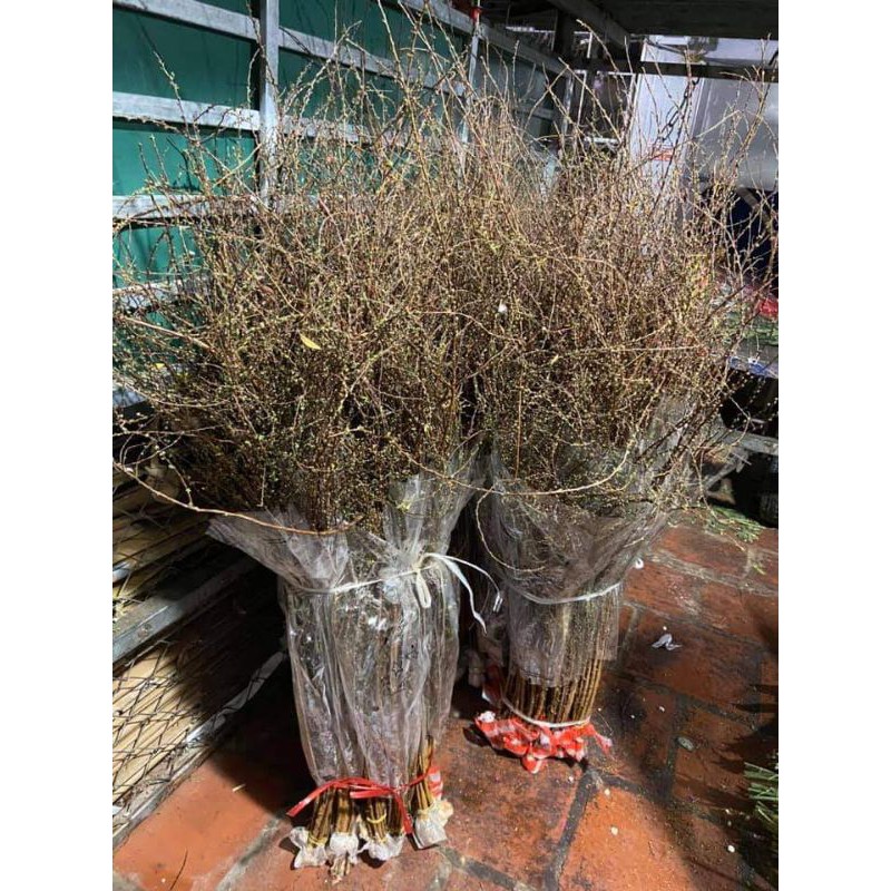 Hoa Tuyết Mai Rừng