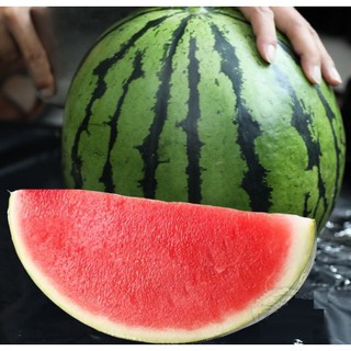 Hạt giống Dưa hấu không hạt siêu ngọt F1 Thái Lan