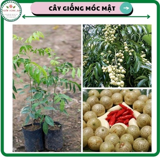 Cây móc mật giống - cây gia vị và cây dược liệu
