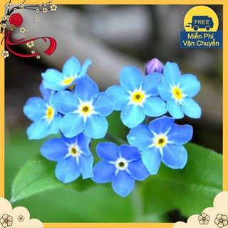Hạt Giống Hoa Lưu Ly