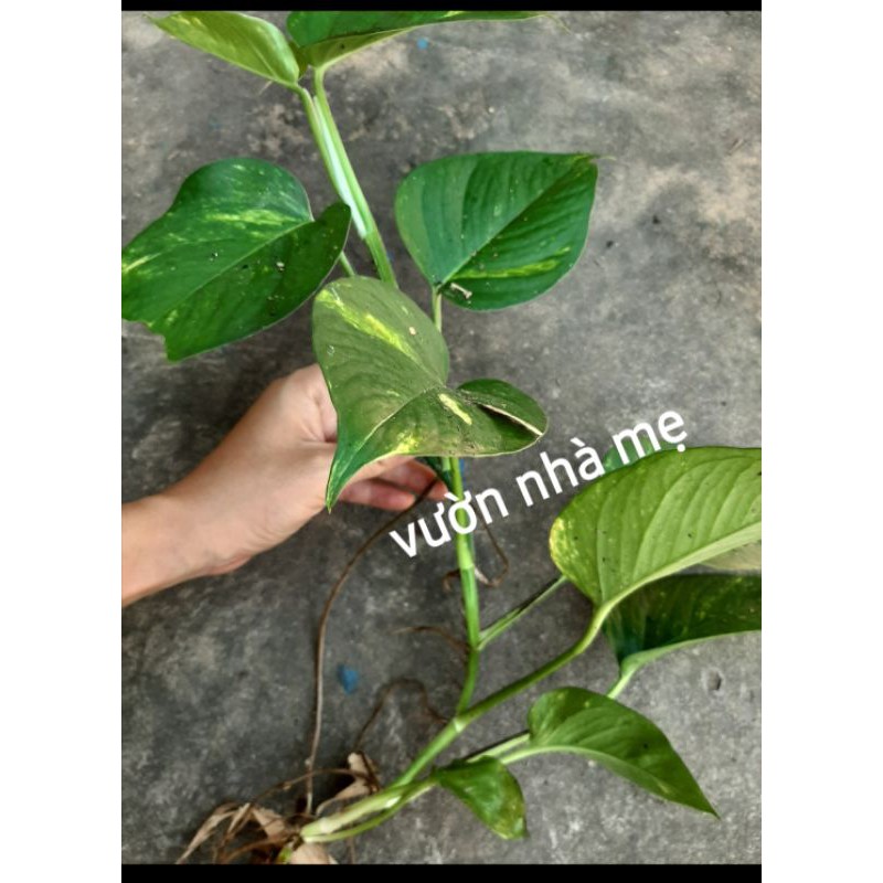 dây trầu bà thái đốm vàng ( giao dây như hình)