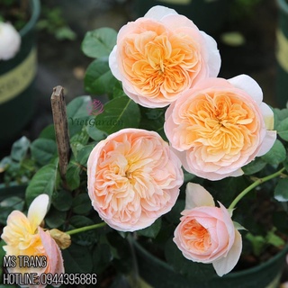Hoa hồng ngoại Juliet Rose - hoa thơm, hồng bụi