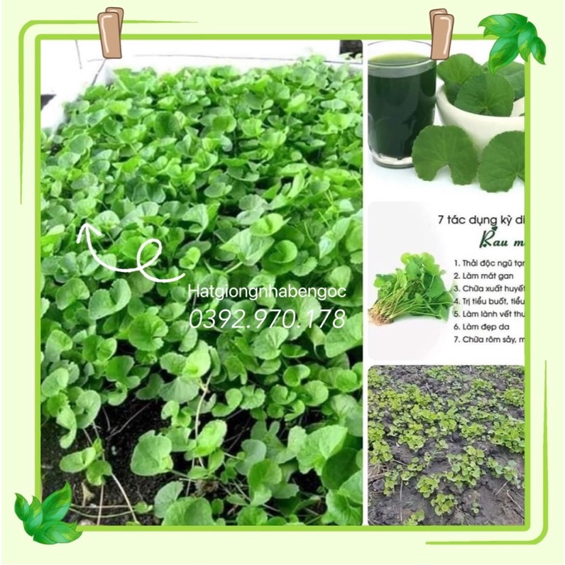 Hạt Giống Rau Má Lá Nhỏ