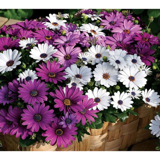 Hạt Giống Cúc Châu Phi Mix - 20 hạt [SHOP UY TÍN]
