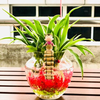 Chậu lan chi thuỷ sinh san hô