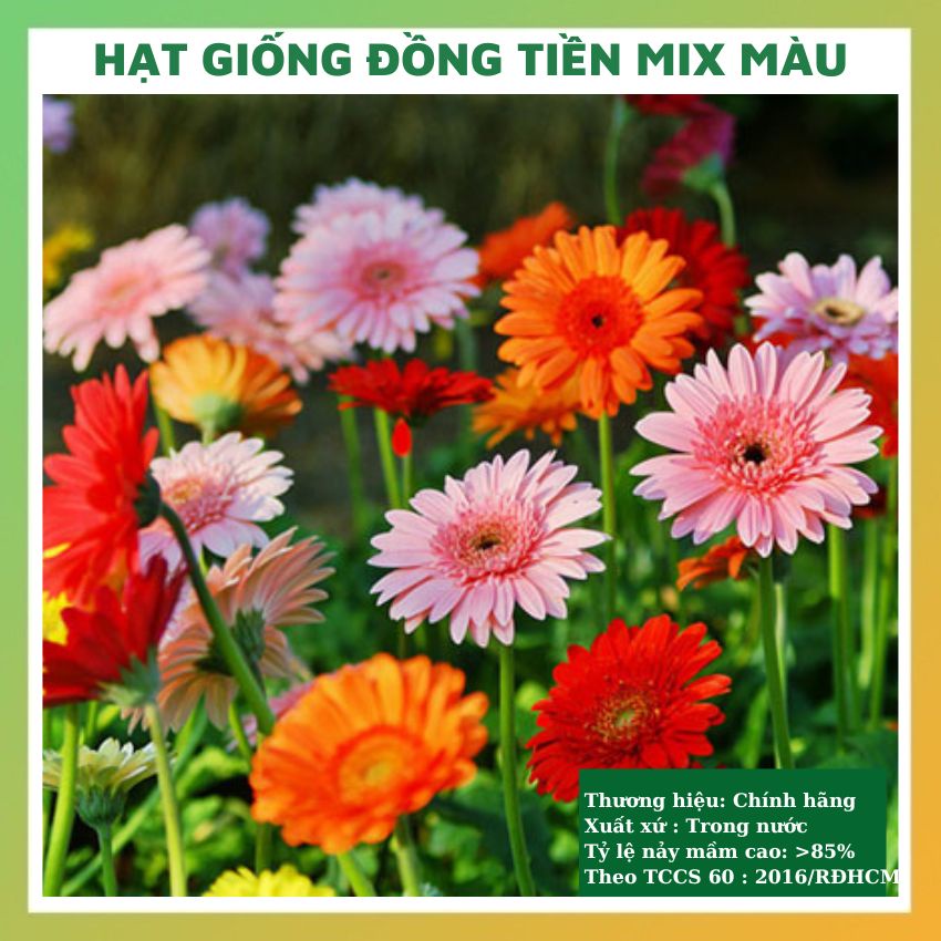 Hạt giống hoa đồng tiền mix đẹp dễ trồng, chăm sóc tỉ lệ nảy mầm cao chịu nhiệt 4 mùa 10 hạt