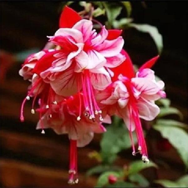 Hoa đẹp Ngắm hoa bốn mùa Hạt giống Hoa vân anh Treo chuông Hạt thu hải đường Tỷ lệ nảy mầm 95% 39h