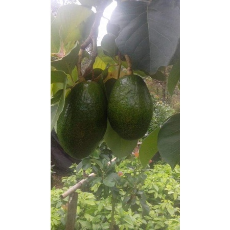 Bơ Thành Bích , 1 Quả To Từ 1kg _ 2kg Giá Ưu Đãi Đầu Mùa