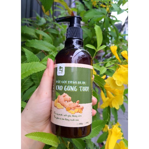 Dầu gội gừng tươi cho tóc dầu, gàu, rụng tóc
