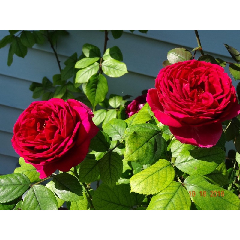 Hoa hồng leo Red Piano Rose
