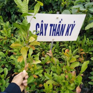Cây giống quả thần kì