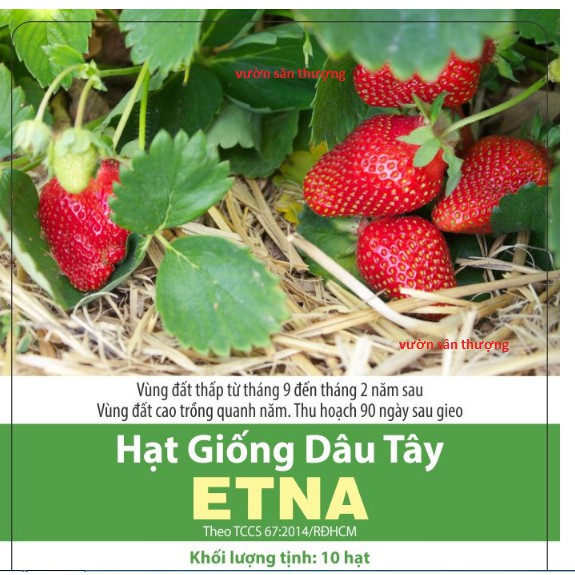 [Rạng Đông] 10 Hạt Giống Dâu Tây ETNA Đỏ Siêu Trái, Thơm Ngọt (Kèm Hướng Dẫn Uơm)