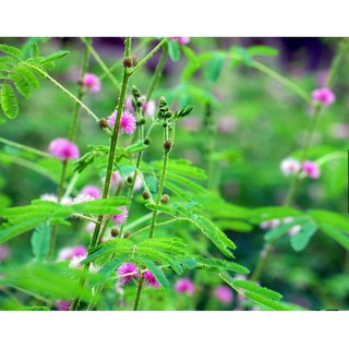 HẠT GIỐNG HOA MIMOSA