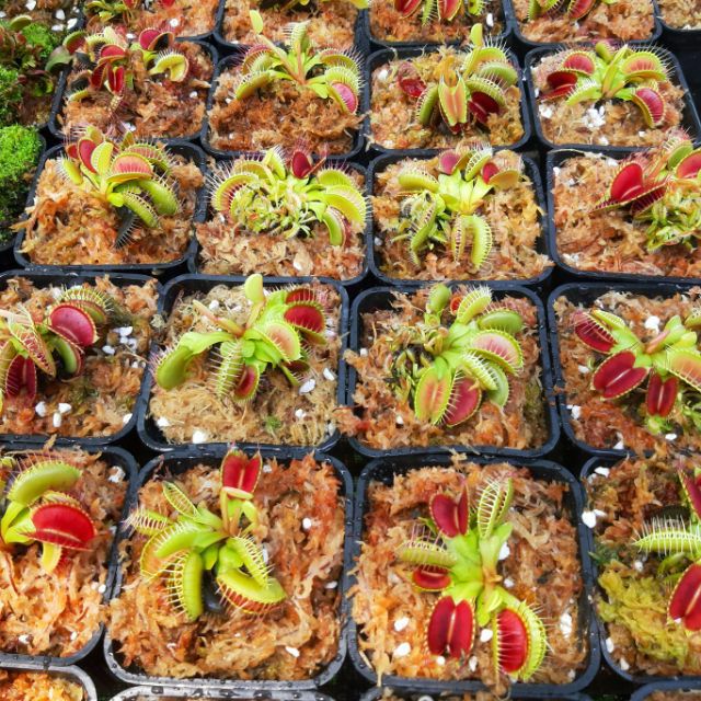 Cây bẫy kẹp, cây bắt mồi, cây bắt ruồi venus flytrap