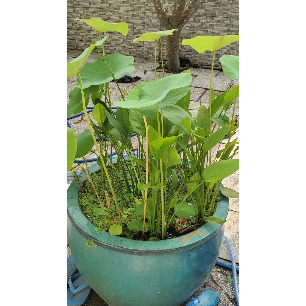 Đất Sạch Trồng Cây Rau Hoa Quả 1kg