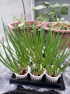 Hạt giống Hành lá gốc Tím
