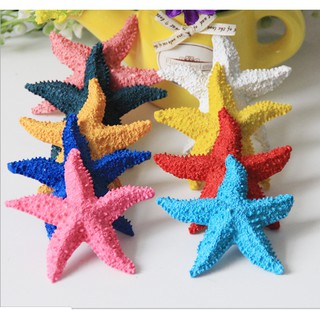 2 con Sao biển trang trí đẹp bền