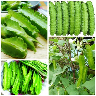 Hạt giống đậu rồng (cây mướp khế)