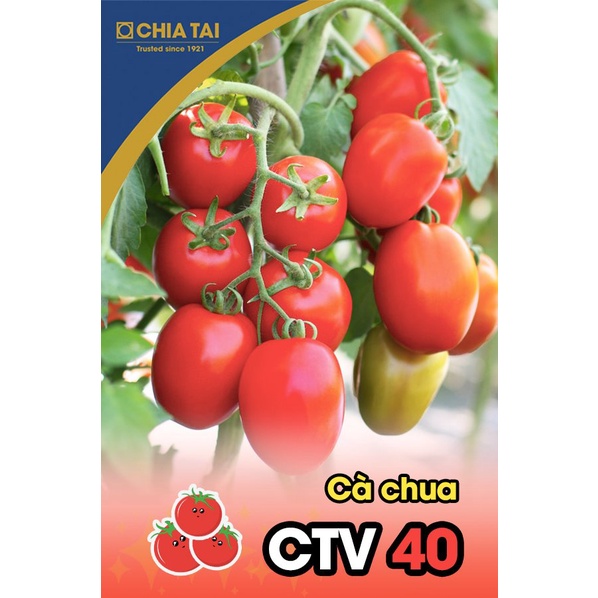 Hạt giống cà chua chịu nhiệt Thái Lan CHIA TAI CTV40 gói 5g (trồng nửa sào)