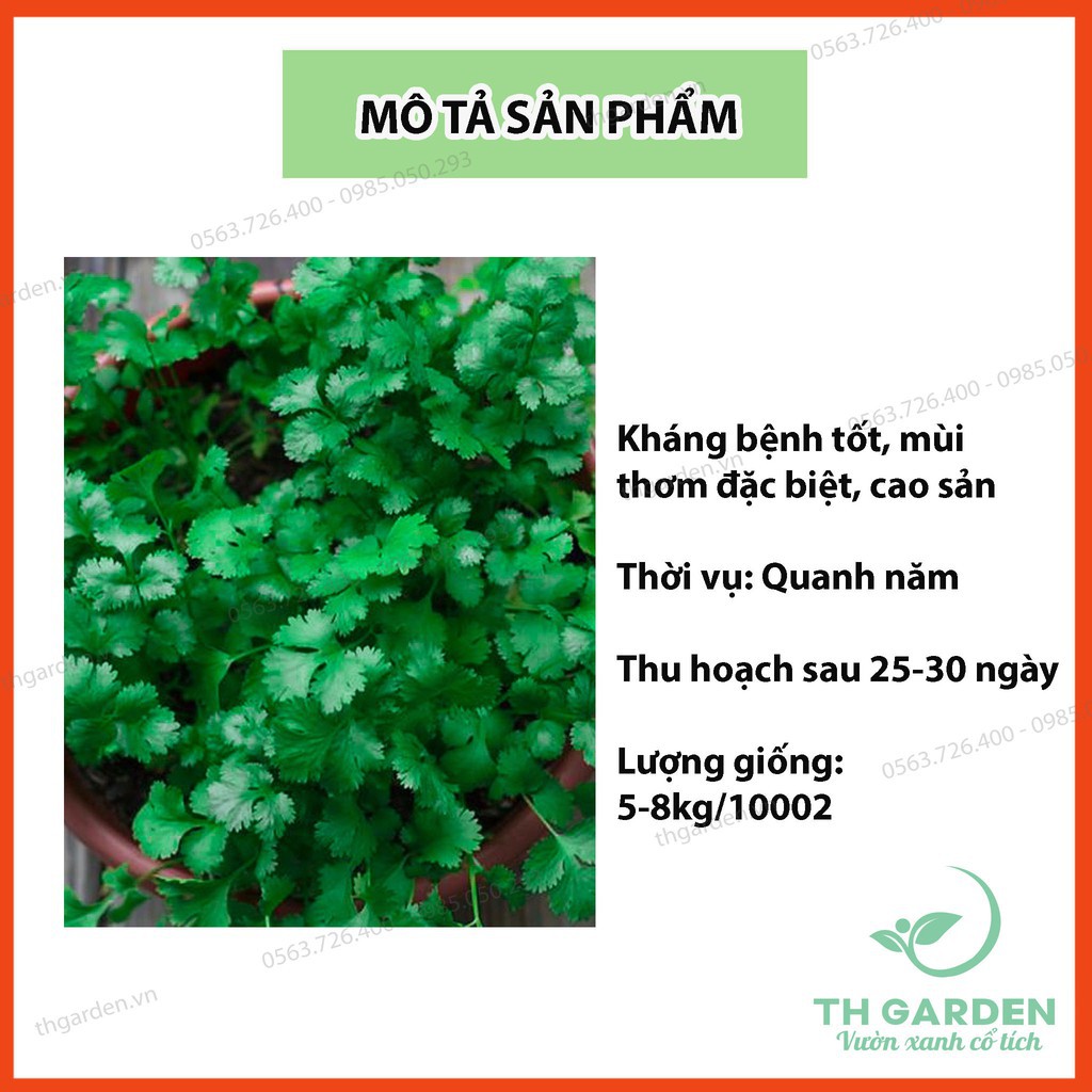 Hạt Giống Mùi Tía Chịu Nhiệt HKT Farm - Gói 50gram - Hạt Giống Mùi  Mùi Ta