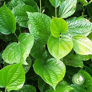 Cây lá lốt khô (gói 1kg ) - ND236